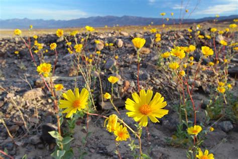 Blooming Desert Sunflowers Geraea Canescens Death Valley National