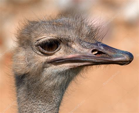 Funny Ostrich Extremely Sharp And Detailed — Stock Photo © Dhoxax