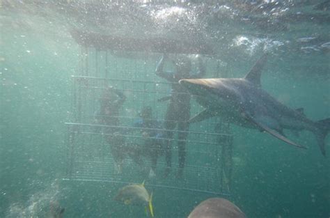 Shark Cage Diving Durban Lo Que Se Debe Saber Antes De Viajar