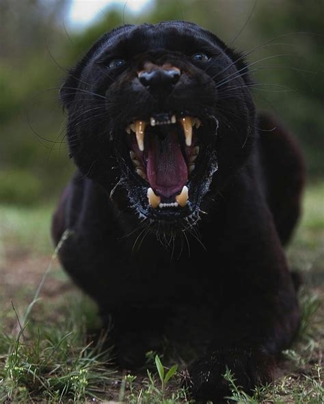 Pin By Things I Like On Big Cats Black Jaguar Panthera Jaguar