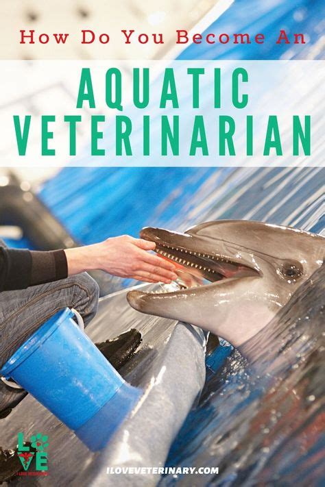 How Do You Become An Aquatic Vet I Love Veterinary In 2020 With