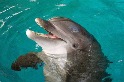 National Aquarium Bids A Fond Farewell To Nani The Bottlenose Dolphin
