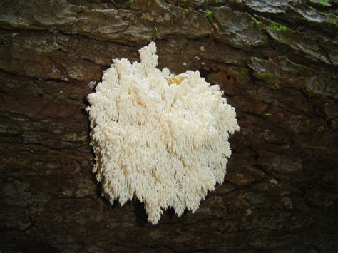 Free Images Formation Cave Bavarian Forest Oyster Mushroom Edible