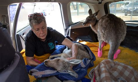The Rush to Rescue Wildlife From Australia's Fires - YES! Magazine