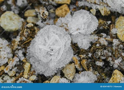 Ice Crystals Flowers Frost Flowers Ice Blossoms Forming On The Stock