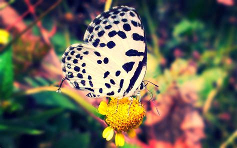 Wallpaper 2560x1600 Px 4k Animal Black Butterfly Color Forest