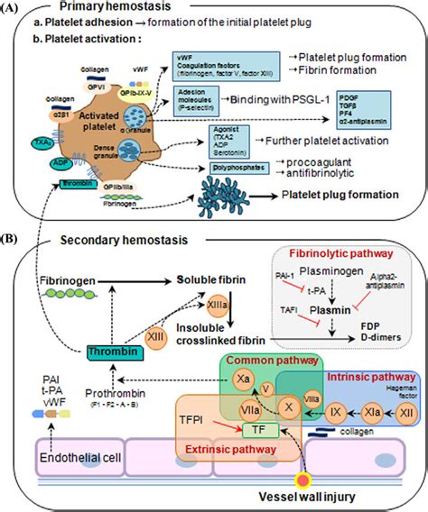 Overview Of Hemostasis A Primary Hemostasis The Formation Of The