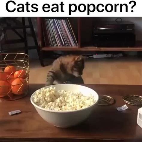 Kitty Loves Popcorn Cats Eat Popcorn