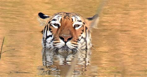 Adorable Photos Of A Tiger Bathing Her Cub