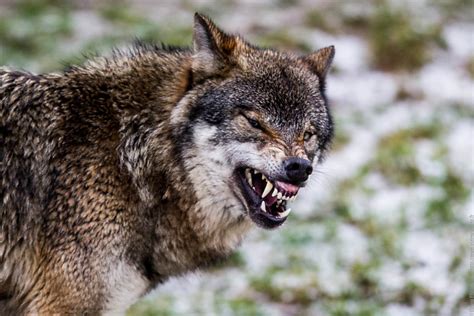 Hungry Wolf Ebling Photography Portfolio