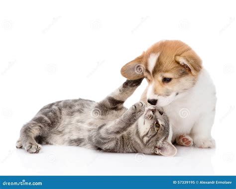 Cat Playing With A Dog Isolated On White Background Stock Image