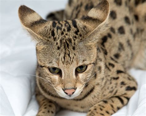 Savannah cat belongs to the domestic cat breed which has spots all over and it became popular in the 1980s. Savannah Cat - Size,Diet,Temperament,Price. in 2020 ...