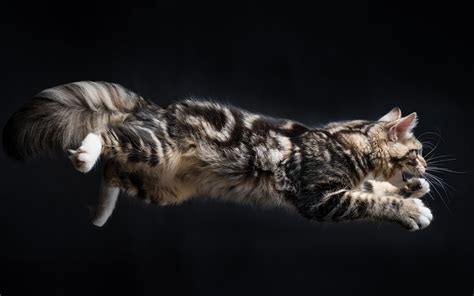Cat Animals Jumping Wallpapers Hd Desktop And Mobile Backgrounds