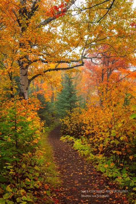 Autumn Photos Set Of 3 Prints Nature Photography Enchanted Forest