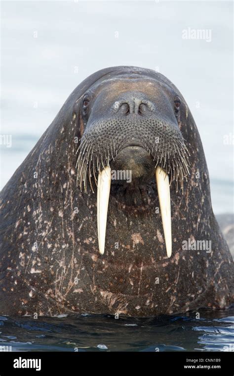 Atlantic Walrus Odobenus Rosmarus Rosmarus Adult Close Up Head