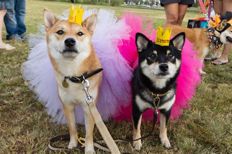 DIY easy Doggie Costume: Toilet Paper roll Doggie Crowns | Hawaii Doggie Bakery