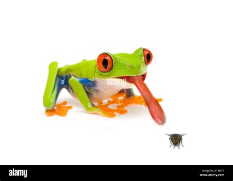 Frog Catching Fly With Tongue Stock Photo 16192246 Alamy
