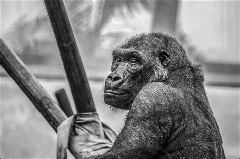Free Photo Gorilla Zoo Monkey Mammal Free Image On