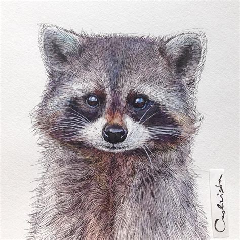 Nadiacoolrista On Instagram My Raccoon Is Done Art And Illustration