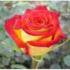 This method is often used in media, most commonly how colors projected on television screens looking at their placement on the rgb color wheel, when red and green are mixed together, they make the color yellow. bunty's:way to life: The number of roses have meaning as ...
