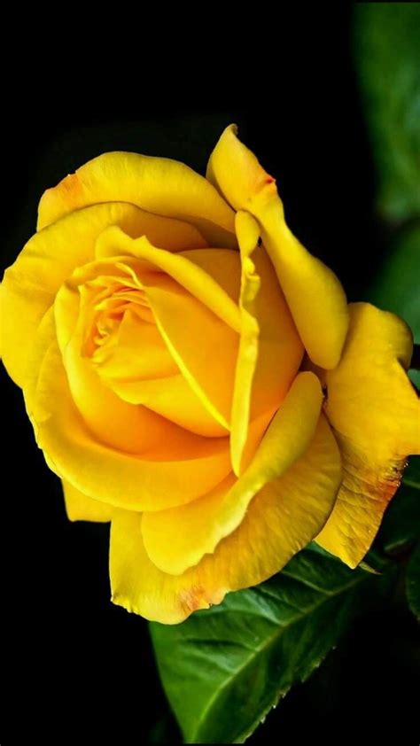 Amarelas Fotos De Rosas Vermelhas E Physalis A 3 Euros