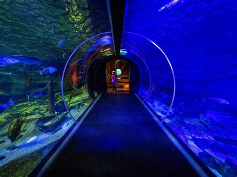 Sea Life Aquarium Bereitet Sich Auf Wiedereröffnung Anfang Juni Vor