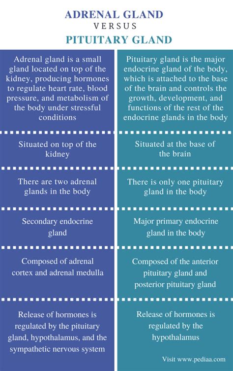 Difference Between Adrenal Gland And Pituitary Gland Definition