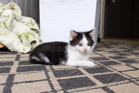 A Small Black And White Kitten Sits On The Floor Stock Image Image Of