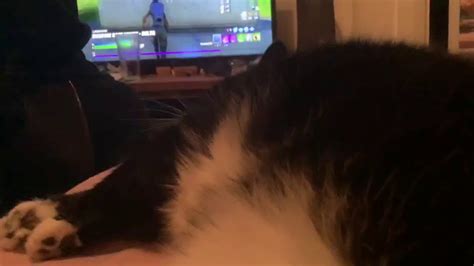 First Vid When Cat Has Went Mental And Someone Playing Fortnite