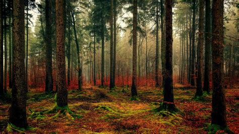 Forest Laptop Wallpapers Top Free Forest Laptop Backgrounds