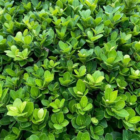 Green Beauty Boxwood Buxus Microphylla Japonica Green Beauty Lush