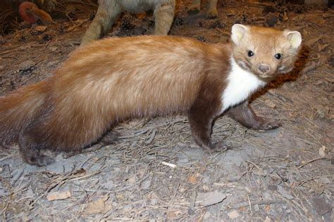 Biodiversité En Normandie Découvrez Le Top 10 Des Animaux Sauvages