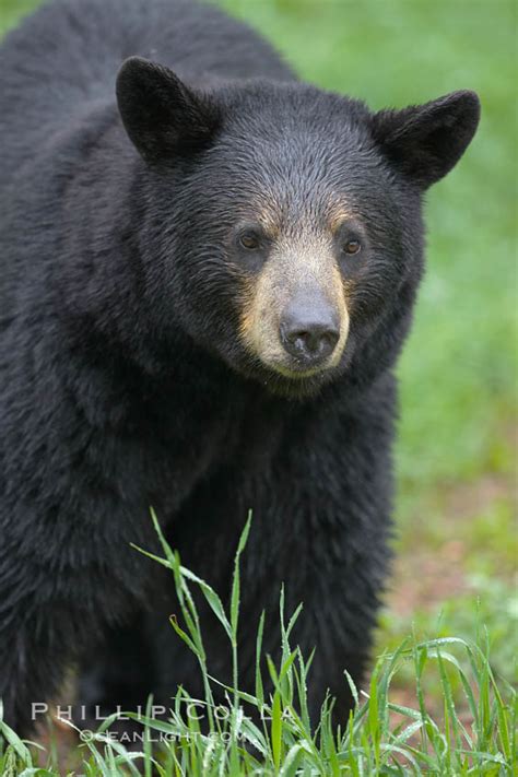 Black Bear Walking In A Grassy Meadow Ursus Americanus Orr Minnesota