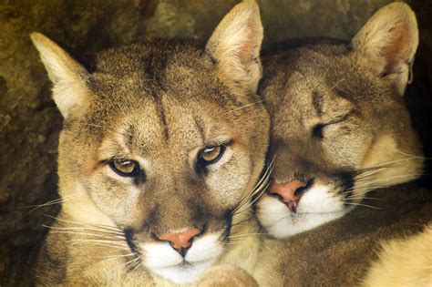 Cougar Mountain Lion Habitat