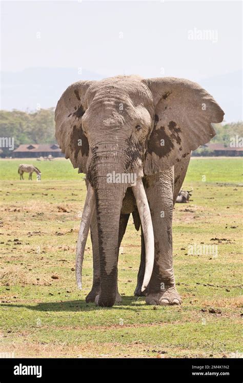 Male African Elephant Loxodonta Africana Standing In Front Of The Now