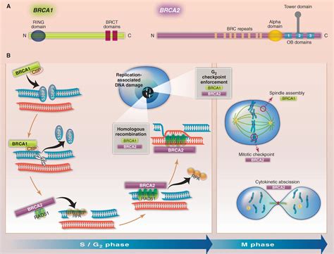 Cancer Suppression By The Chromosome Custodians Brca And Brca Science