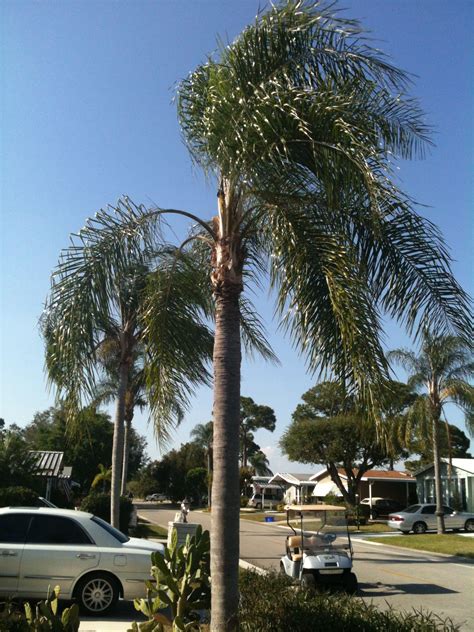 Lovely Palm Trees Indiantown Fl Palm Trees Indiantown Florida