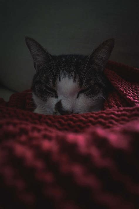 Cat Sleep Blanket Pet Hd Phone Wallpaper Peakpx
