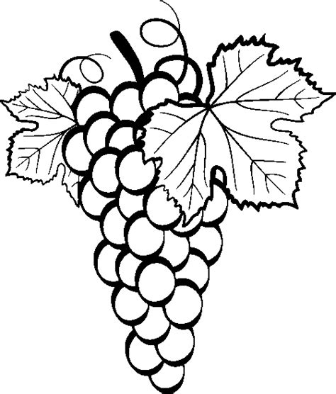 Common Grape Vine Drawing Clip Art Grape Png Download