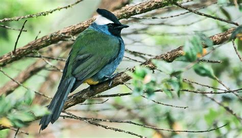 Birds Evolve Faster With Feather Variety Futurity