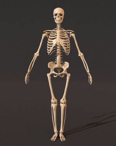 Human Male Skeleton Skeletal 3d Model Cgtrader