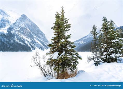 Snow Covered Pine Tree In White Valley Beyween Tall Lofty Mountains
