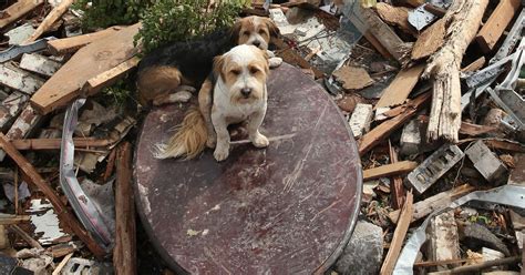 Oklahoma Tornados Forgotten Victims Plight Of The Pets Left Homeless