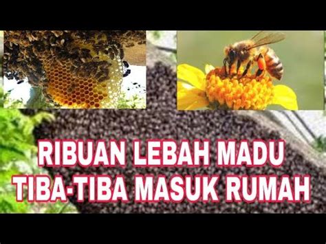 Mari kita simak 5 pertanda yang dipercaya ketika ada ular di rumah yang telah dirangkum dari berbagai sumber masuknya ular ke rumah bisa saja ada sebuah pertanda mitos, yaitu kehilangan salah satu anggota keluarganya. RIBUAN LEBAH TIBA-TIBA MASUK RUMAH. APA YANG TERJADI ...