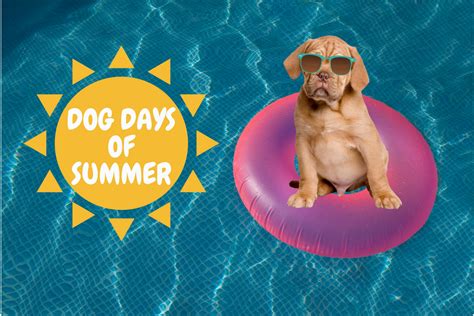 Bev Maclean Dog Days Of Summer