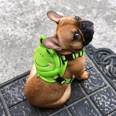 Limited time sale easy return. French Bulldog Frog Dog Backpack Harness Set - 10 Best ...