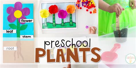 Preschool Plants Mrs Plemons Kindergarten