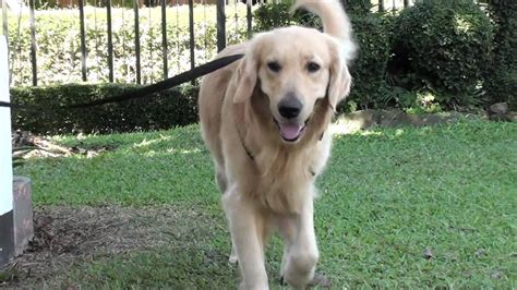 anjing golden - YouTube