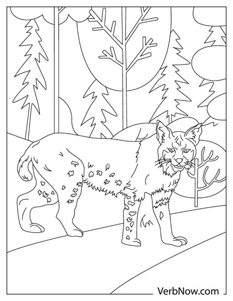 Free Bobcat Coloring Pages And Book For Download Printable Pdf Verbnow