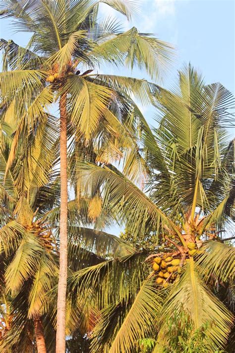 Coconut Tree Stock Image Image Of Fruits Tree Coconut 175664725